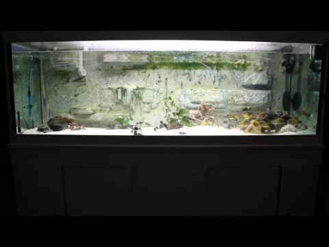 Tropheus Red rainbow and Masaw