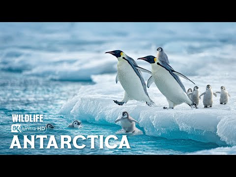 Antarctic Wildlife | The Hidden Life Thriving in Earth’s Harshest Frozen Realm