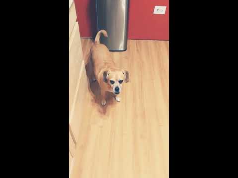 AT HOME STORE : PURCHASED FALL WREATH (2019)