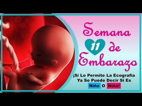 ❤️ SEMANA 11 DE EMBARAZO🤰 ❤️ ⏩  EMBARAZO SEMANA A SEMANA ⏩ Desarrollo y Evolucion del Bebe 👶🏻