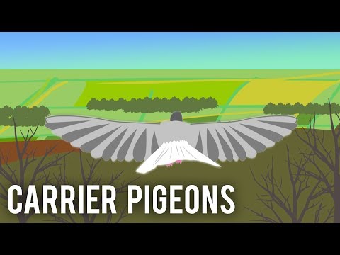 Porumbei voiajori (Primul Război Mondial)