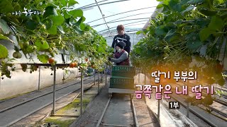 [185회_1부] 딸기 부부의 금쪽같은 내 딸기