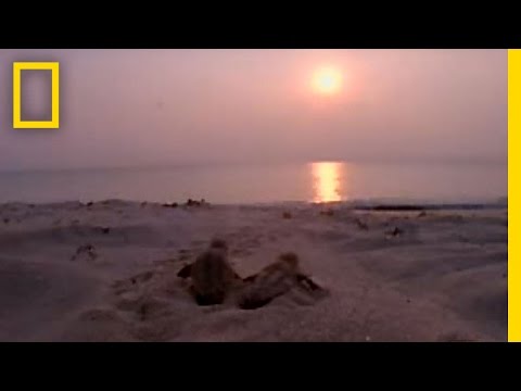 Lifestyles of the Loggerhead | National Geographic