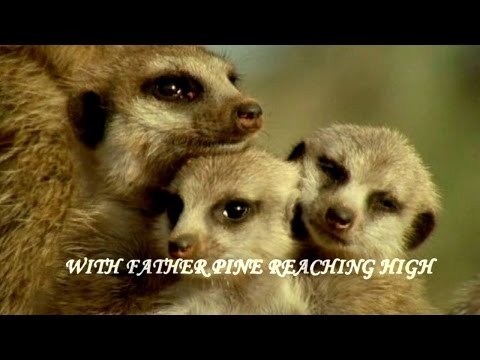 Nightwish - Endless Forms Most Beautiful - Unofficial Music Video (with lyrics)