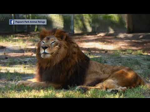Lion Dies Ocean County Zoo