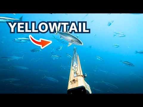 A Beginner's Guide To Spearfishing Yellowtail (Catch and Cook)