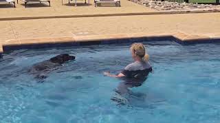 Video preview image #1 German Shepherd Dog Puppy For Sale in Centreville, VA, USA
