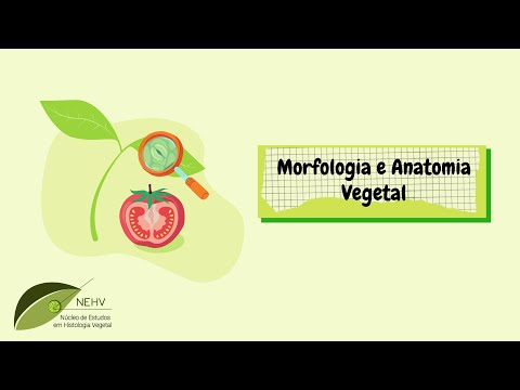 Anatomia e Morfologia Vegetal