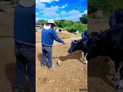 Culpina, mi tierra hermosa