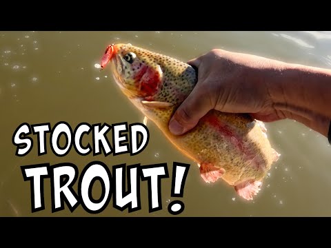 SoCal Stocked Trout Fishing! [Yorba Regional Park]