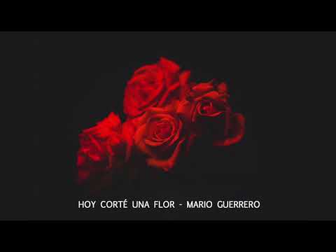 Mario Guerrero - Hoy corté una flor - Audio Video