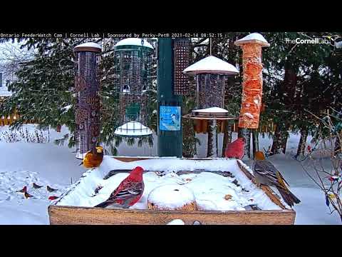 Pine Grosbeaks joined by single Evening Grosbeak ~ ©CornellLab, Boreal, Ont