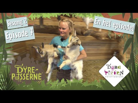 , title : 'Bøllete geiter | Dyrepasserne S2E7 | Dyreparken'