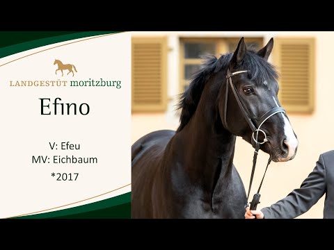EFINO v. Efeu - Eichbaum