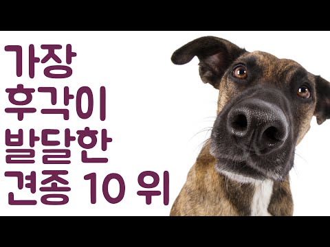 , title : '가장 후각이 발달한 견종 10위 | 동물의 세계 - Animal World Korean'