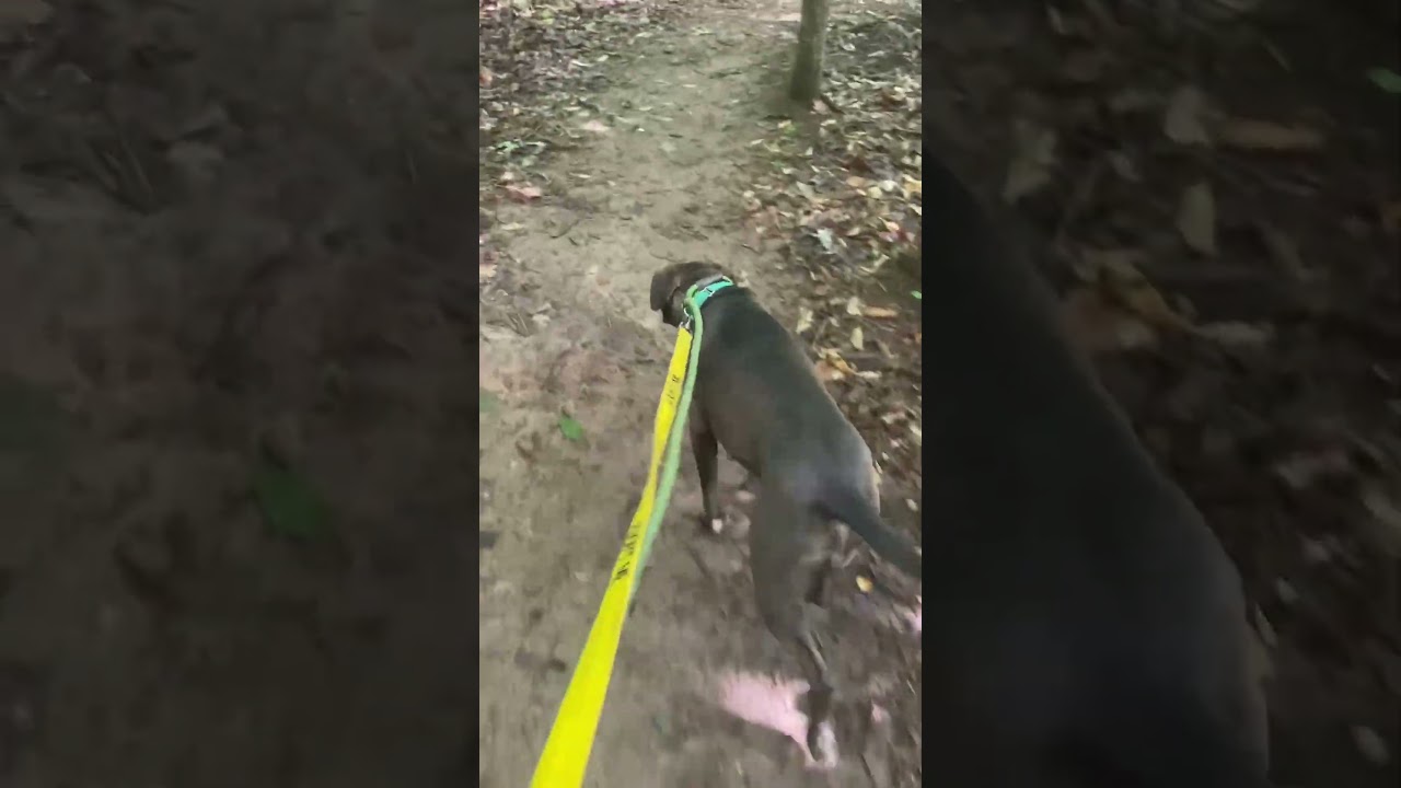 Liberty, a Adoptable Mixed Breed in Greensboro, NC video 6/6