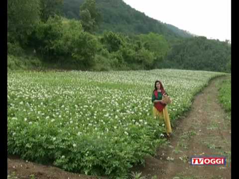 Padula- Sul Monte Romito per la fioritura della "Patata Rossa"