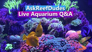 AskReefDudes - Live Saltwater Aquarium Q&A