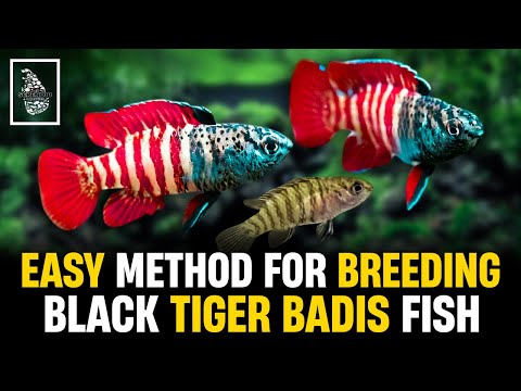 SHOCKINGLY EASY Way to Breed Black Tiger Badis Fish at Home