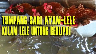 Download lagu Kolam Lele Untung Berlipat Pakai Sistem Tumpang Sa... mp3