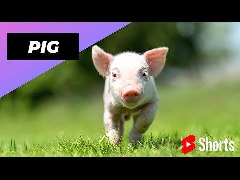 Pig 🐷 One Of The Most Intelligent Animals In The World #shorts