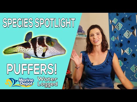 How to Take Care of Saltwater Puffers: Species Spotlight with Hilary