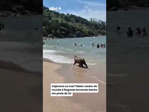 Capivara no mar? Maior roedor do mundo é flagrado tomando banho em praia de SC