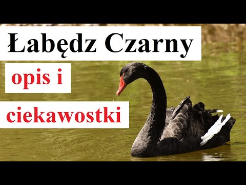 Łabędź Czarny - opis i ciekawostki