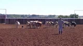 Doc Holliday and Paige Working Steers Together (Sold)
