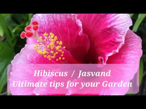 Grow beautiful Hibiscus or Jasvand flowers in your garden