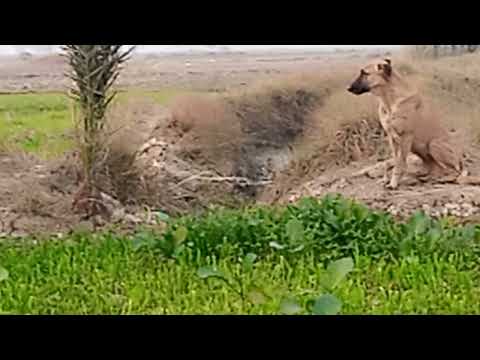 Kazim khan khosa dogs ka shook