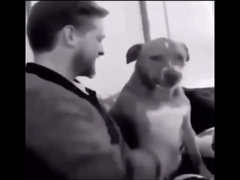 #shorts Sigma Dog Strikes back