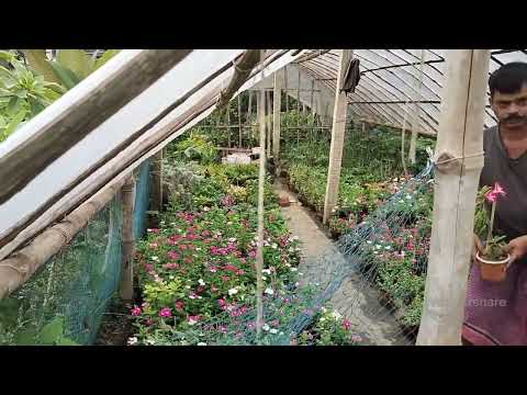 Journey to one of the largest  Nursuery in West Bengal...(Pratima Nursuery) #tours  #travelvlog