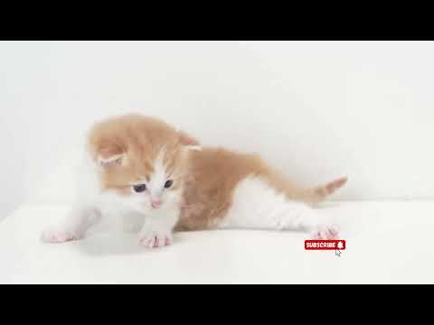 cute cat collection #cat #cute #kitten