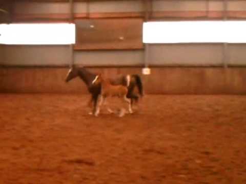 Greylight Carla Videoclip