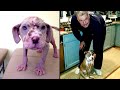 Dogs Given Second Chances at Life