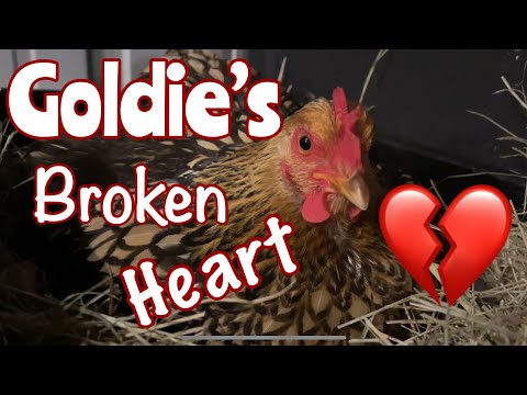 Goldie’s Broken Heart