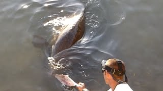 preview picture of video 'Giant Queensland Grouper (Groper) Feeding in Cooktown BY HAND (with shark and stingray visits)'