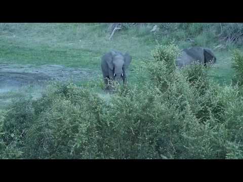 Djuma: Two Elephant bulls feeding at the dam - 18:58 - 12/21/19