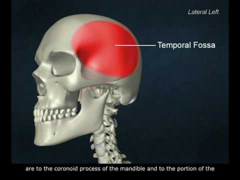 temporalis