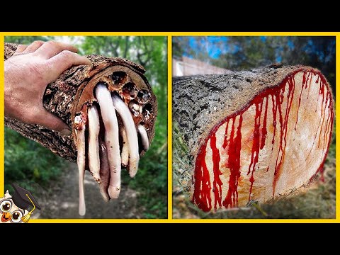 10 Najbardziej niebezpiecznych drzew świata