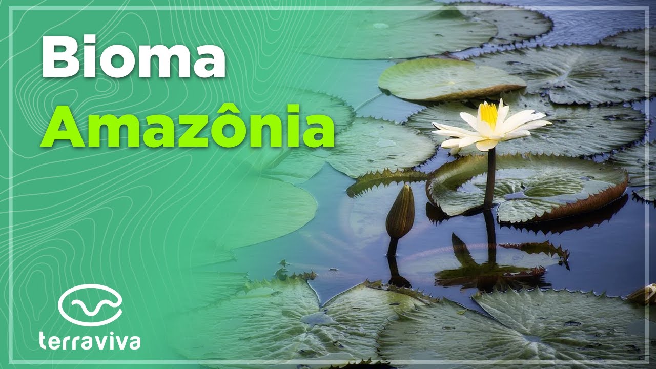 Descubra o que são os serviços ecossistêmicos e quais seus benefícios