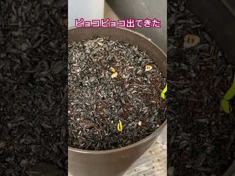 鉢植えの地中海植物：テラスまたはバルコニーで育てるにはどの種が適していますか？  庭園