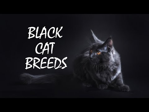 download lagu mp3 mp4 Long Black Cat, download lagu Long Black Cat gratis, unduh video klip Long Black Cat