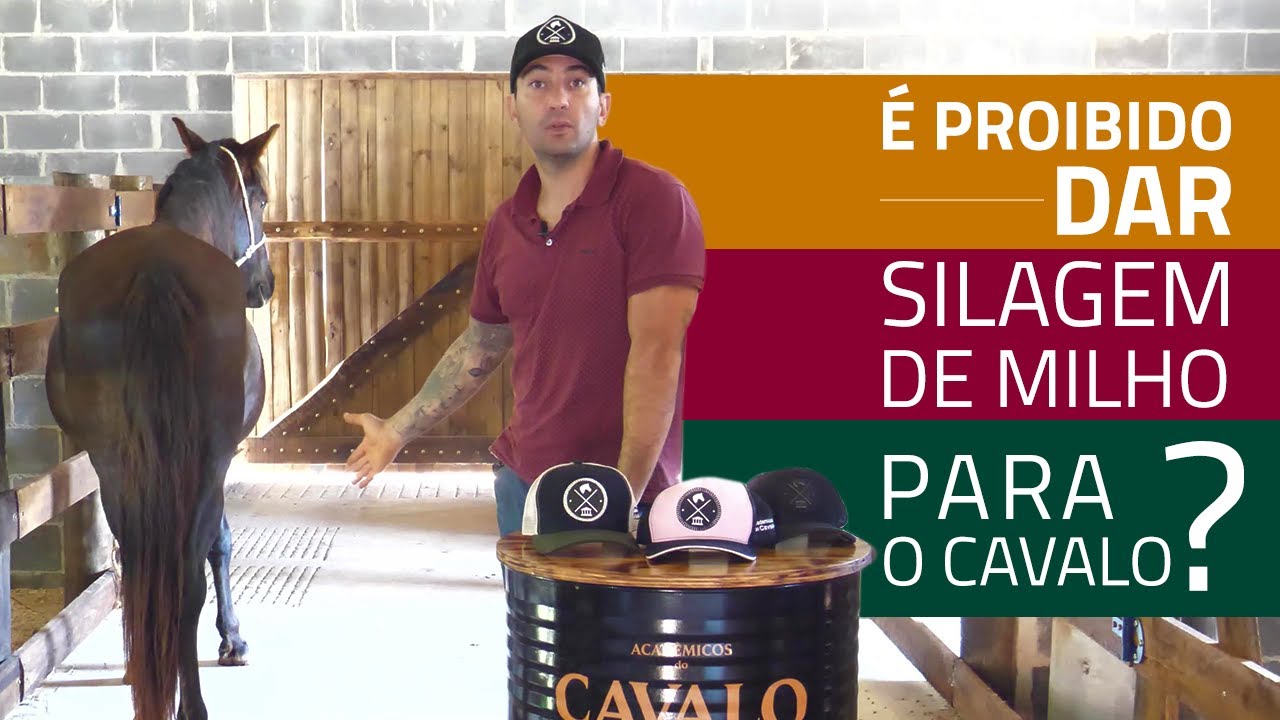 Silagem de Milho para cavalos: saiba a verdade sobre esse alimento