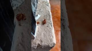 Wasps: My new neighbours