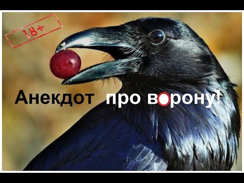 Анекдот про ворону!