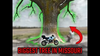 tiny GROM meets BIG TREE | Grom Squad Adventures | MISSOURI'S LARGEST TREE | GROM VLOG