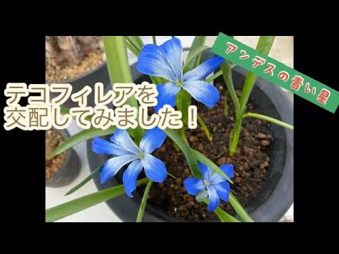 アンデスクッション 植物