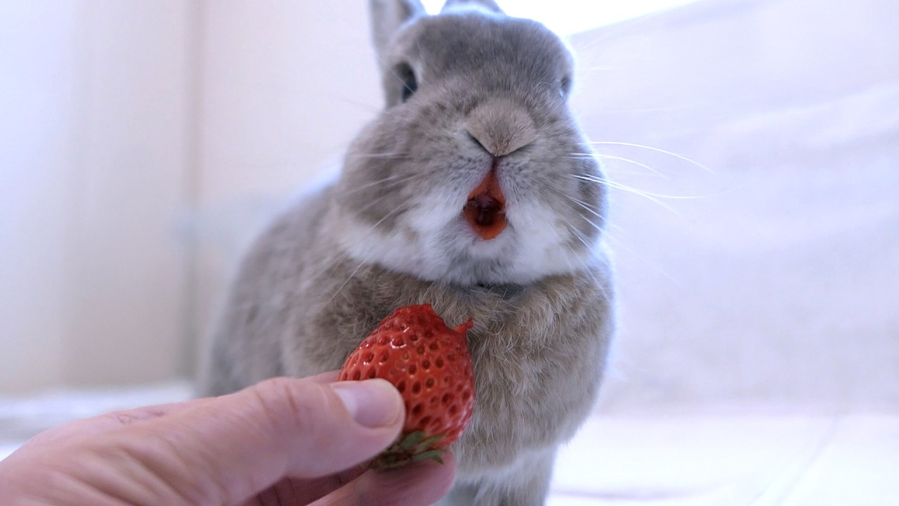 イチゴを食べたうさぎの口が異常すぎる事になりました‥